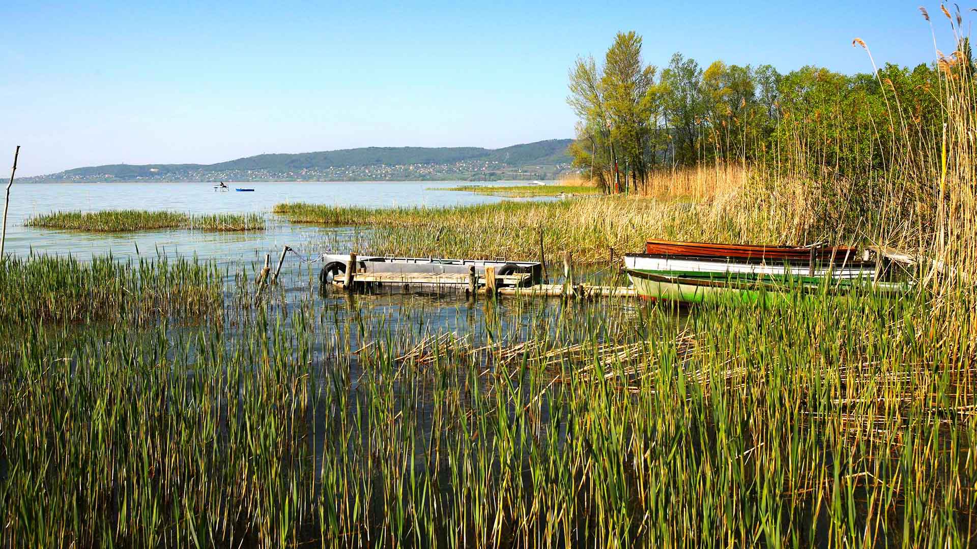 A kép, a Balaton északi parti, nádasokat ábrázolja a vízparton