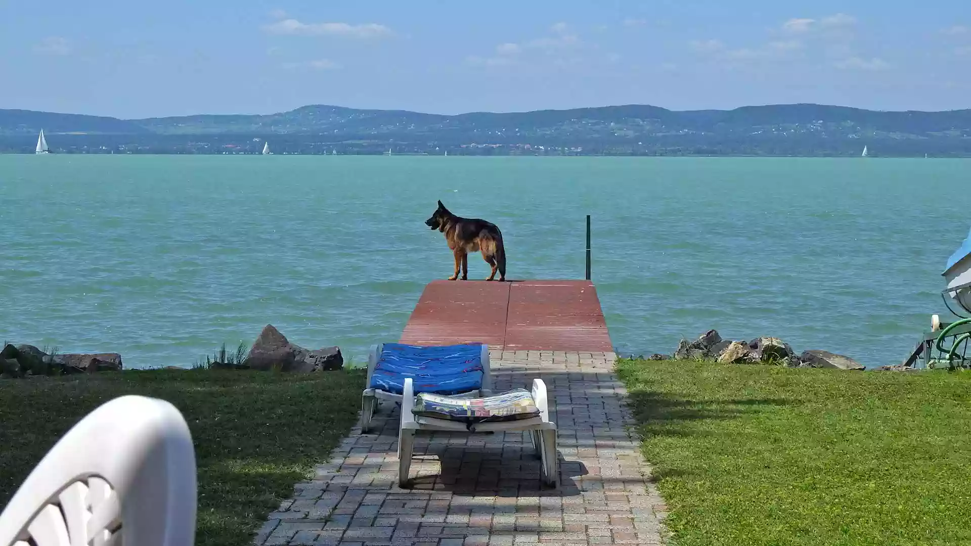 Míg a legtöbb strandról ki vannak tiltva a házi kedvencek, a vízparti nyaralók telkéről fürödhetnek